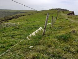 Sheep and cheerful: DIY blister pads